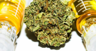 Apa yang harus Anda ketahui tentang minyak CBD dengan THC?