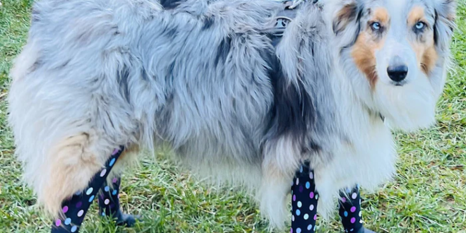 Walkee Paws DELUXE legging anjing tahan air yang mudah dikenakan