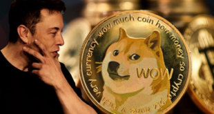Apakah SHIB sama dengan DOGE?