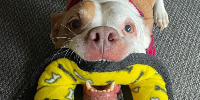 Mainan Anjing MyDogToy – Mainan anjing Squeaker interaktif yang sangat tahan lama