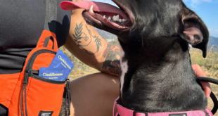 Tisu Cleo&Hooman Zoomie – tisu hipoalergenik untuk anjing yang aman digunakan