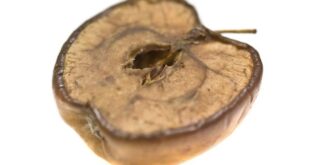 T&J: Genitourinary syndrome of menopause (GSM) – atrofi vagina