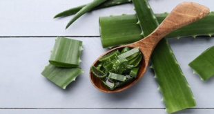 Resep Lidah Buaya untuk Batuk