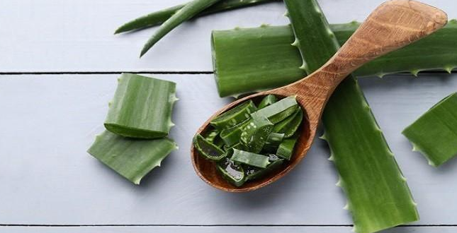 Resep Lidah Buaya untuk Batuk
