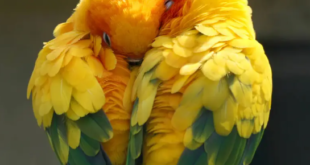 Mimpi Burung Lovebird: Arti dan Makna di Balik Simbolisme yang Menarik