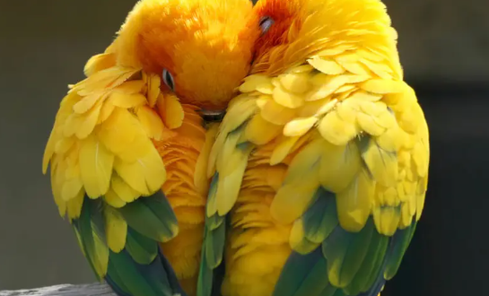 Mimpi Burung Lovebird: Arti dan Makna di Balik Simbolisme yang Menarik