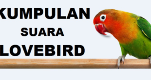 Mengenal Suara Burung Lovebird: Jenis-Jenis dan Makna Komunikasinya