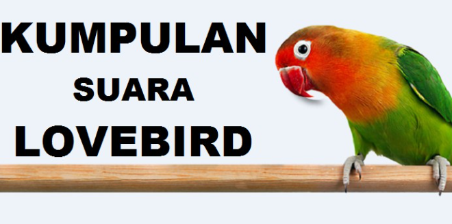 Mengenal Suara Burung Lovebird: Jenis-Jenis dan Makna Komunikasinya