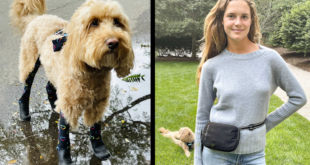 Walkee Paws Deluxe Easy-On Dog Boot Legging dan Kombo Tas dan Tali