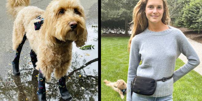 Walkee Paws Deluxe Easy-On Dog Boot Legging dan Kombo Tas dan Tali